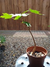 Bergahorn bonsai pre gebraucht kaufen  Mölln