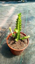 Euphorbia trigona variegata usato  Floridia