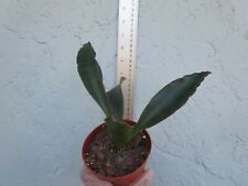 Sansevieria subspicata mother for sale  Lake Hamilton