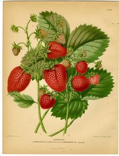 Estampado Antiguo-ESPECIES DE FRESA MARGUERITA-CONSTANTE-P 48-Severeyns-Wendel-1879 segunda mano  Embacar hacia Mexico