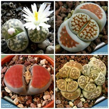 Semi miscela lithops usato  Reggio Calabria