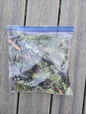 Live moss lichen for sale  Sedro Woolley