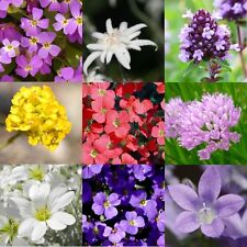 Steingarten blumenmischung bla gebraucht kaufen  Stralsund-Umland I