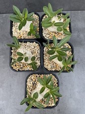 Pachypodium brevicaule madagas gebraucht kaufen  Düsseldorf