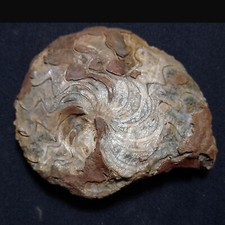 Pseudogastrioceras abichianum  usato  Italia
