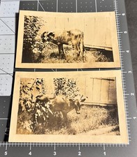 1910s pair cow for sale  Orlando
