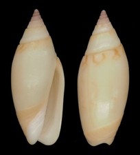 Coquillage collection oliva d'occasion  Lyon VI