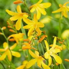 Bulbes crocosmia george d'occasion  France