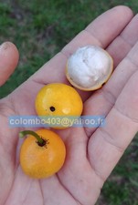 Fresh seeds garcinia d'occasion  France