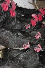 australorp rooster for sale australorp rooster for sale Athens