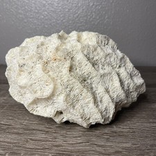 Natural white coral for sale  Flagstaff