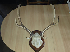 Bois cerf trophée d'occasion  Ciry-le-Noble
