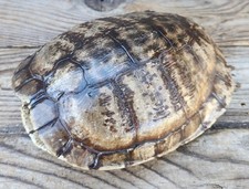 Beautiful red eared for sale  Florence