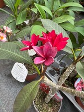 Pianta plumeria frangipane usato  Maddaloni