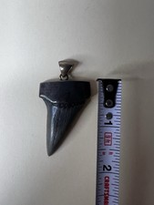 Extinct giant mako for sale  Holly Ridge