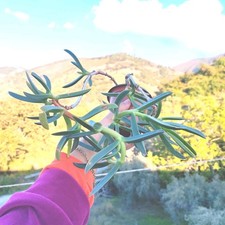 Vaso øcm carpobrotus usato  Barcellona Pozzo di Gotto