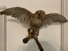 Ancienne taxidermie oiseau d'occasion  Pouzauges