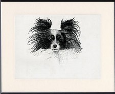Papillon old 1935 for sale  COLEFORD