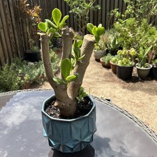 Jade plant crassyula for sale  Van Nuys