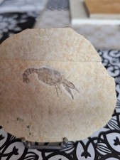 fossilien solnhofen gebraucht kaufen fossilien solnhofen gebraucht kaufen Xanten