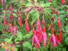 Fuchsia riccartonii upright for sale Fuchsia riccartonii upright for sale  STOKE-ON-TRENT