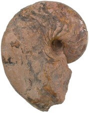 Dogger cenoceras inornatum gebraucht kaufen  Erlangen