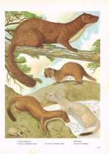 Pine marten weasel for sale  DEREHAM