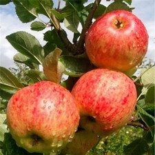 Fiesta apple tree for sale  NEWTOWNARDS