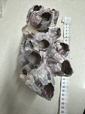 Megabalanus tintinnabulum natu usato  Novara