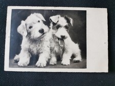 Cpa two puppies d'occasion  Expédié en Belgium