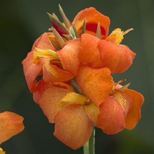 Orange shades cannova for sale  Tolleson