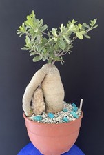 Rare bonsaï cactus d'occasion  Aire-sur-l'Adour