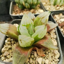 Haworthia ice city usato  Porto Cesareo