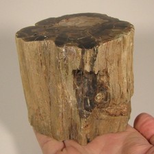 3.8 polished petrified for sale  Acworth