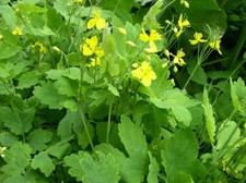 Seeds medicinal greater for sale  Staten Island