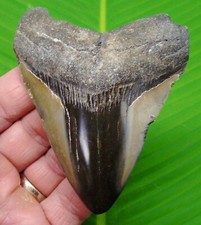 3.82 megalodon shark for sale  Bradenton