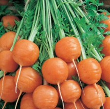 Parisian carrot seeds for sale  Berwyn