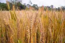Barley seeds organic for sale  Melbourne