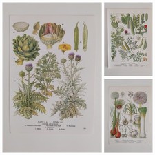 Botanical prints vintage for sale  BIRKENHEAD