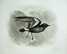 Old antique print for sale  UK