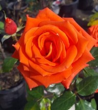 Marina everblooming floribunda for sale  Ben Wheeler