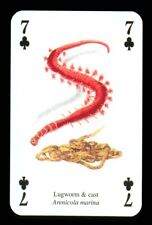 Playing card lugworm for sale  EASTBOURNE
