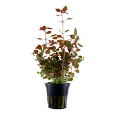 Wasserpflanzen ludwigia super gebraucht kaufen  Neukirchen/Erzgeb.