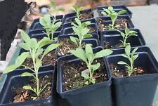 California white sage for sale  Three Rivers