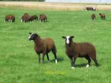 Photo 6x4 zwartbles usato  Spedire a Italy