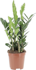 Zamioculcas zamiifolia piante usato  Roma