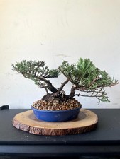 Awesome juniperus chinensis for sale  Houston