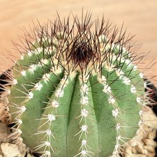 uebelmannia usato uebelmannia usato Baranzate