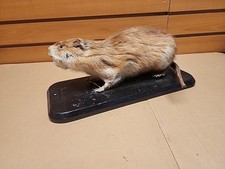 Jbh vtg muskrat for sale  Hill City