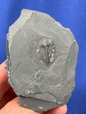 Cambrian trilobite malungia gebraucht kaufen  Saarbrücken